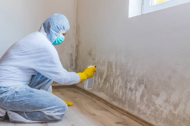 Black mold inspection in New Holland